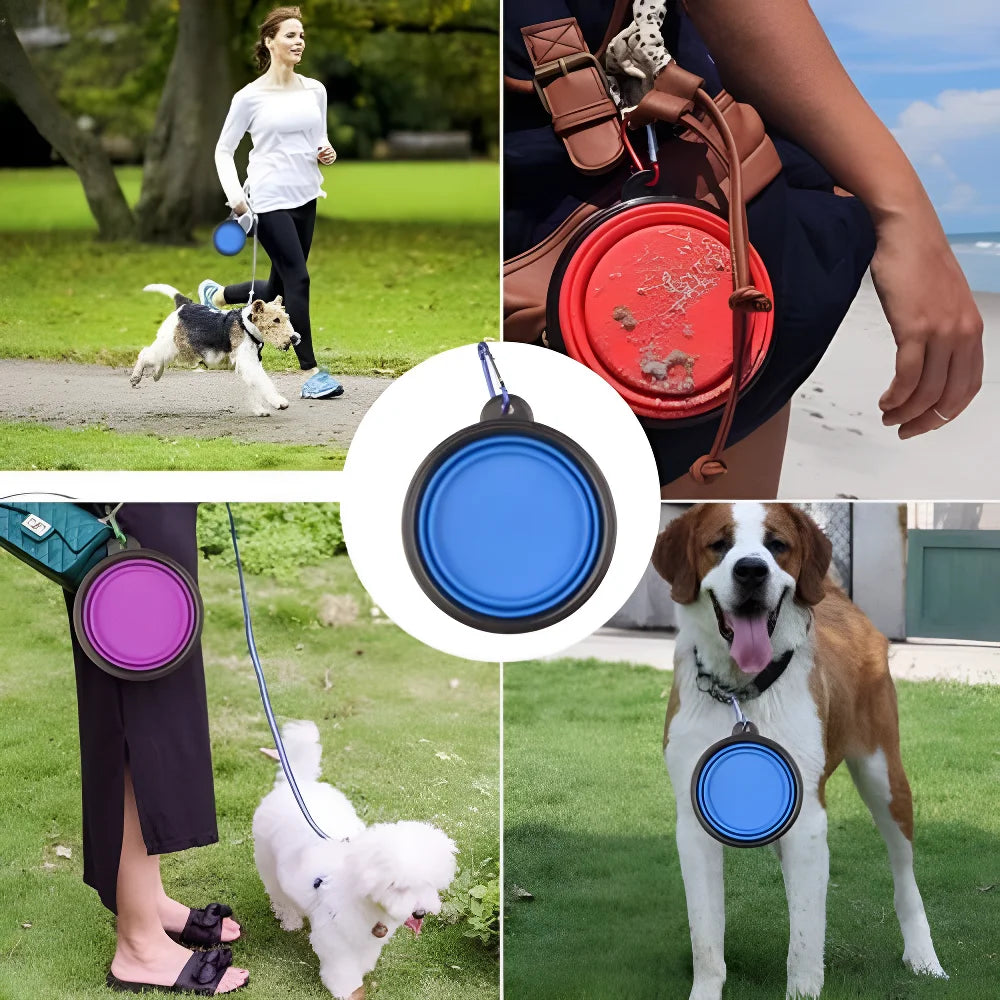 Pet Collapsible My Store