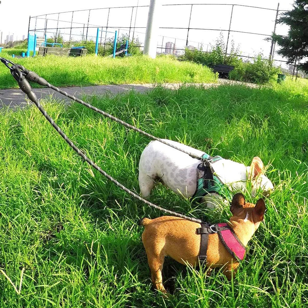 Dual Leash Dog Collar My Store