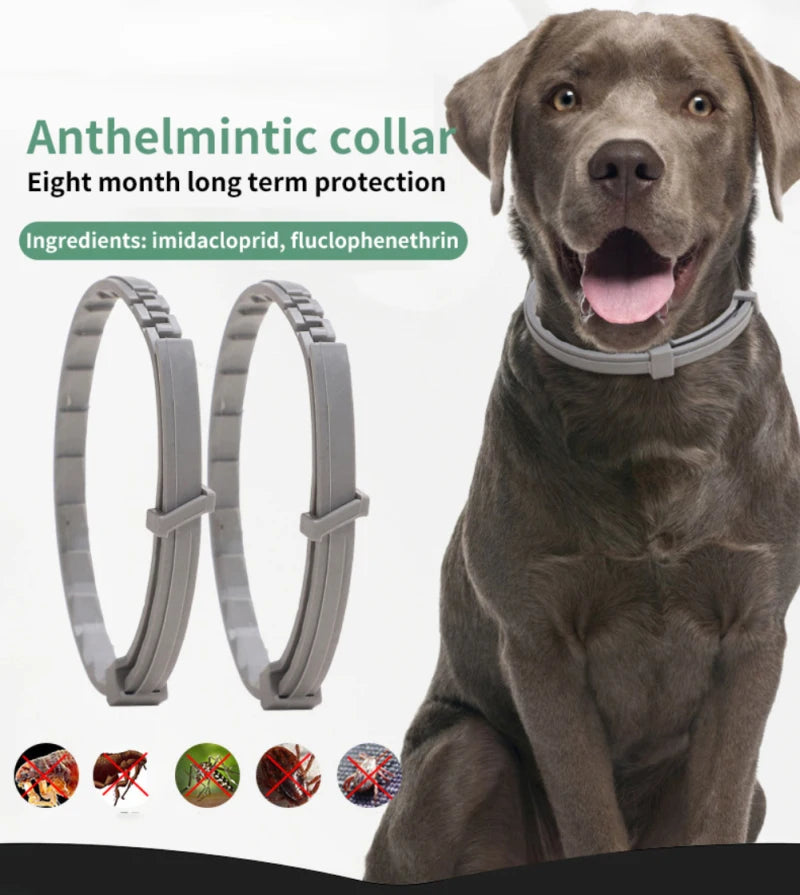 Dog and Cat Collar My Store